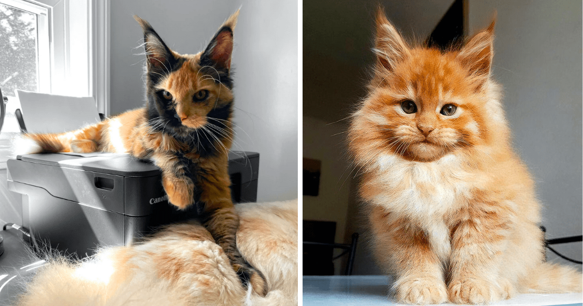 27 Meowrvelous Majestic Maine Coon Cats and Kittens For Feline Fans of Fluffy Living Room Lions