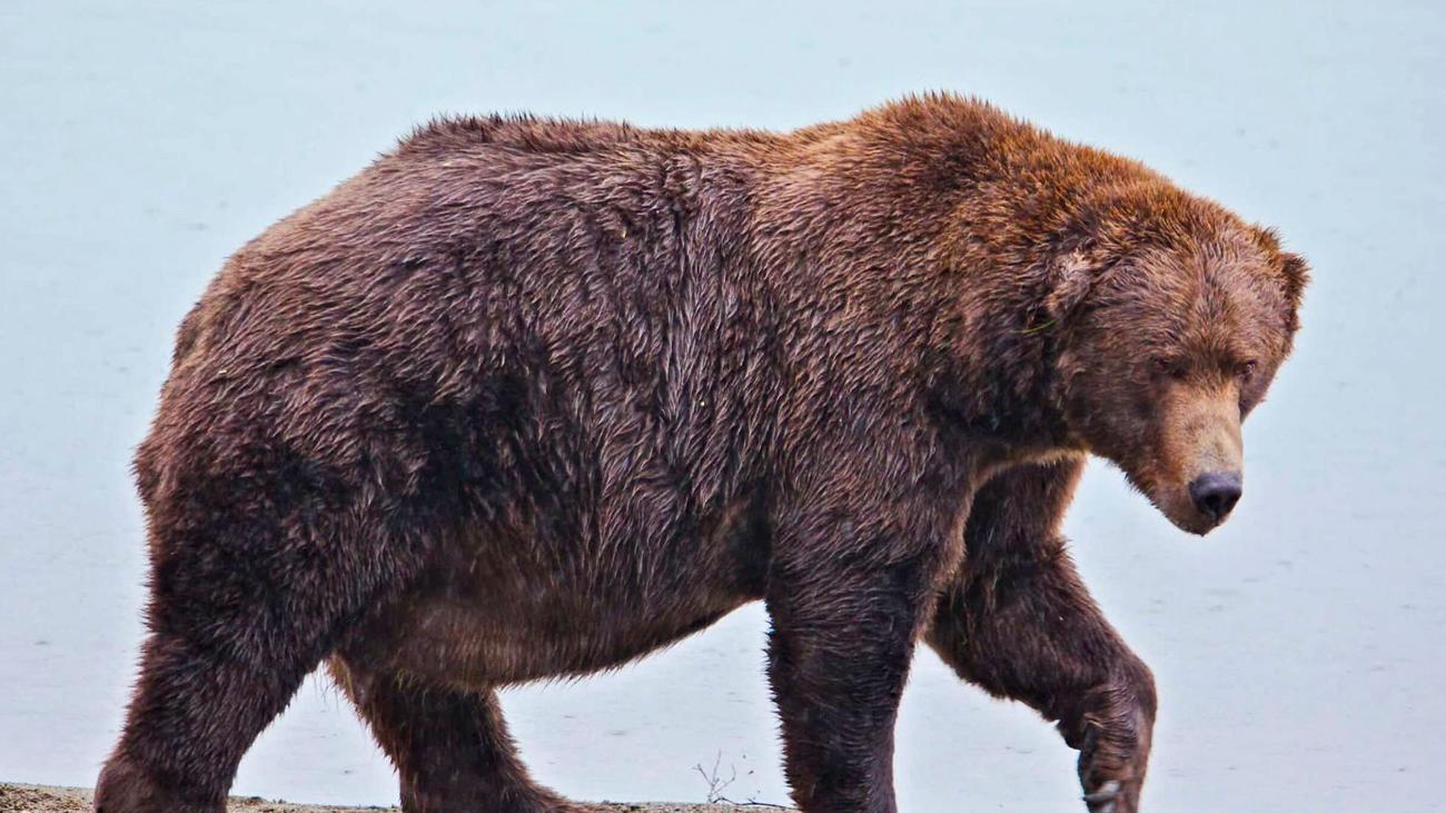 Tierischer Wettbewerb: «Fat Bear»-Wahlen: «Jumbo Jet» und «Chunk» im Rennen