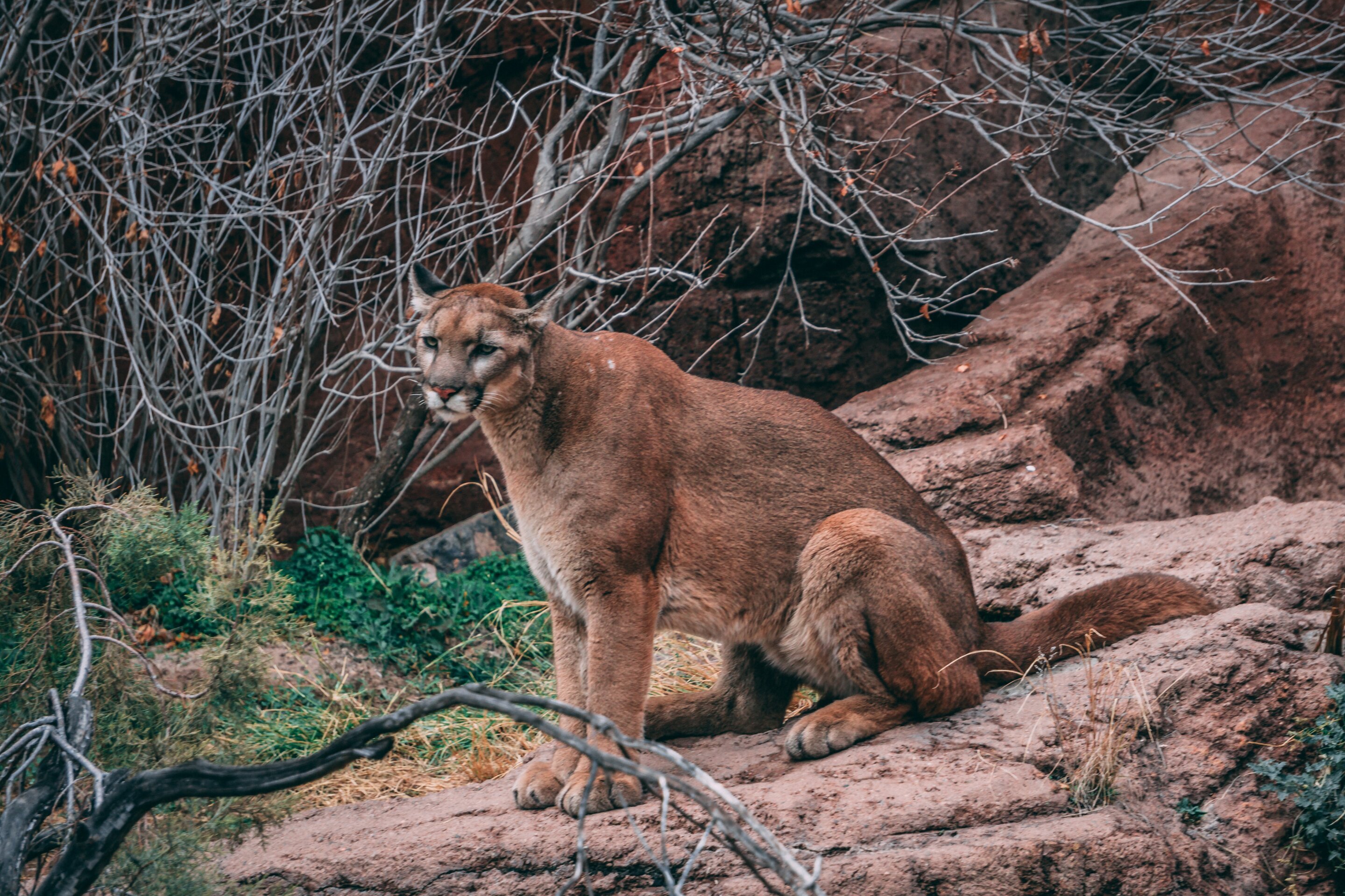 If Colorado voters ban mountain lion hunting, would the feline's population explode or stabilize on its own?