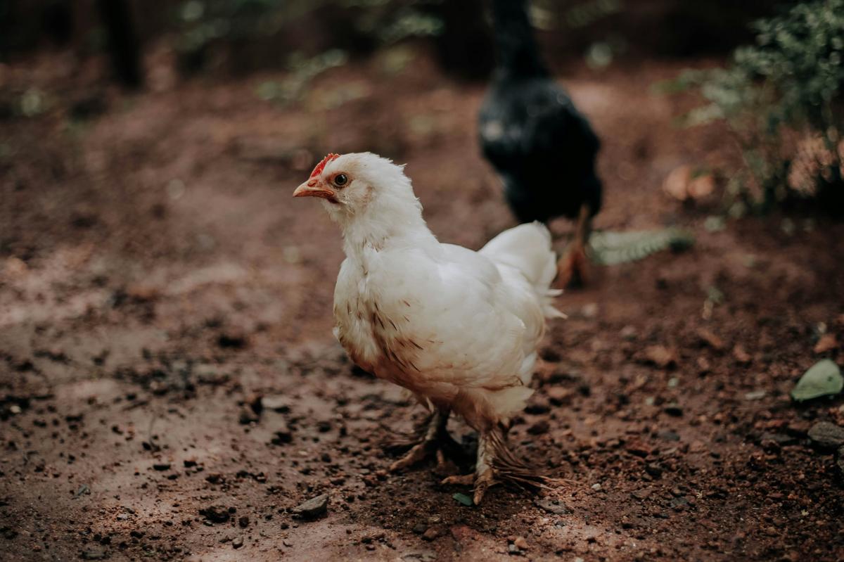 Minnesota Steps Up To Help Remedy Devastating Chicken Crisis