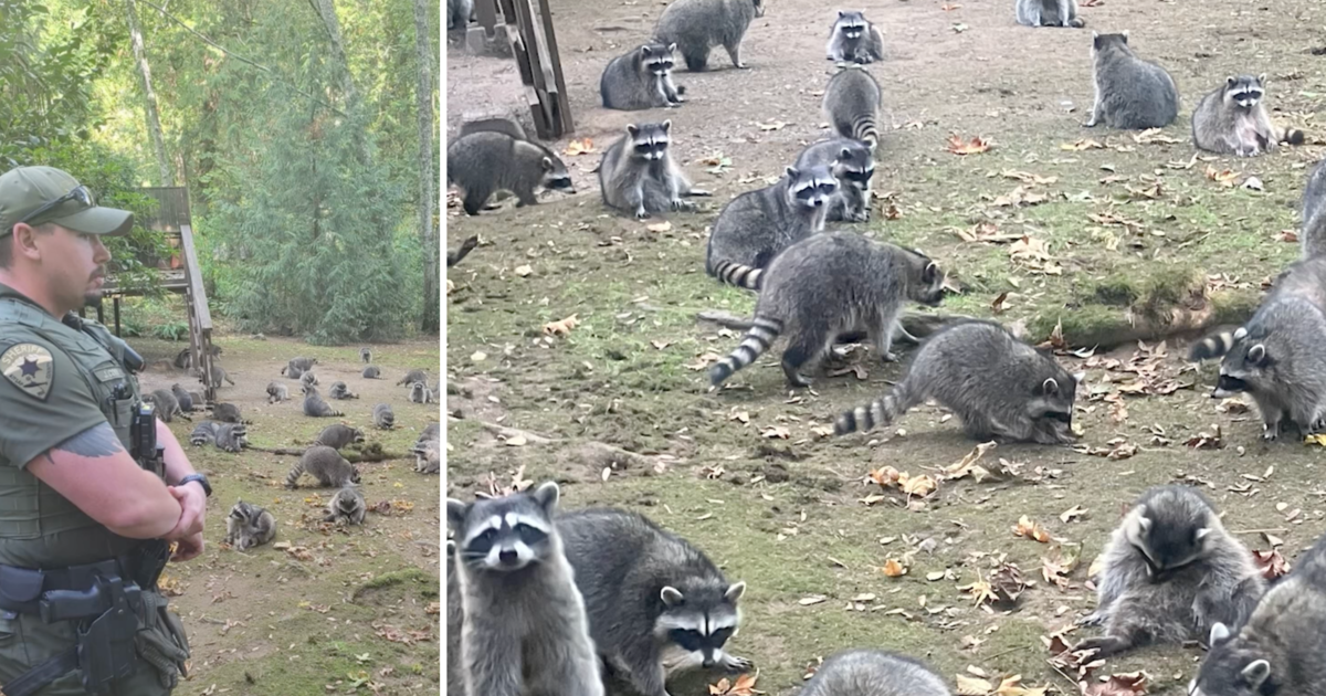 Video shows dozens of hungry raccoons surrounding Washington home