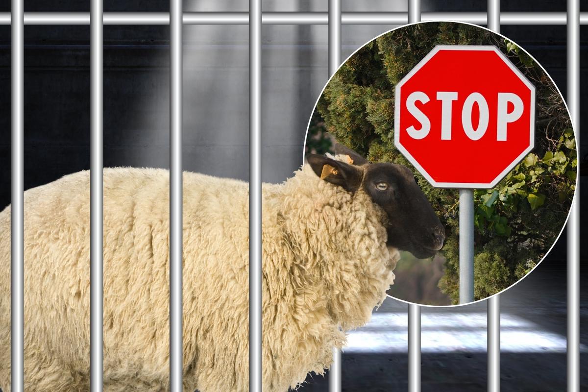 'Wanted' Sheep Finally Captured by Cops After Obeying Stop Signs