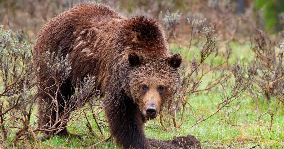 Mama grizzly bear chases hunter up a tree in Montana, later killed by wildlife officials