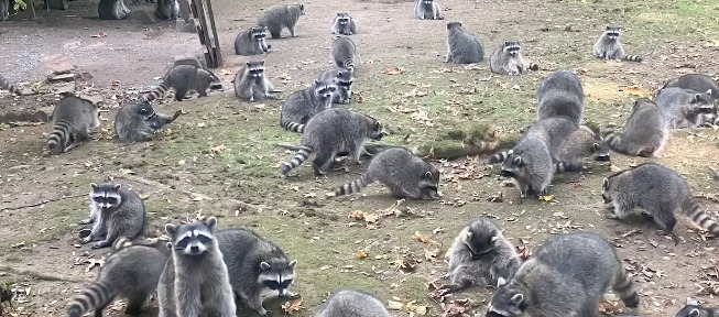 Woman's Habit of Feeding Raccoons Ends Badly