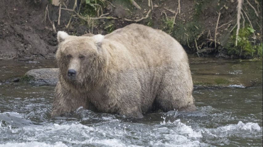 Grazer beats the behemoth that killed her cub to win Alaska's Fat Bear Contest