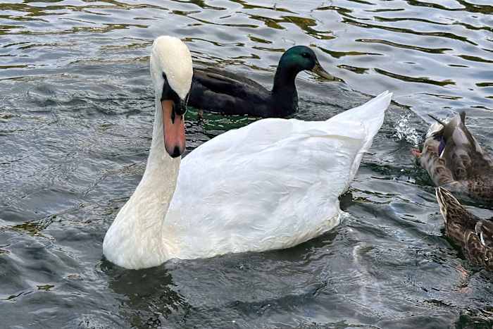 A New York village known for its majestic mute swans faces a difficult choice after one is killed