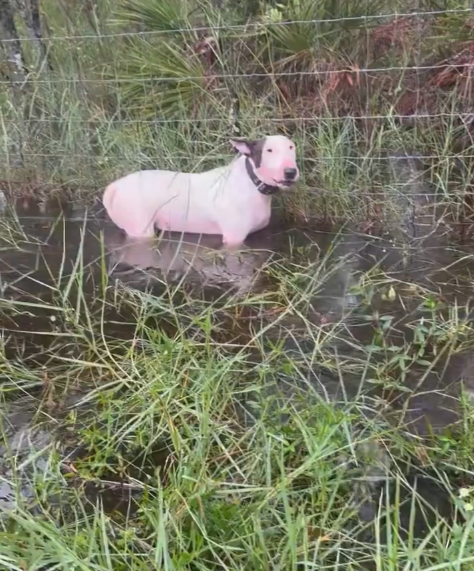 Fleeing Floridians Warned Not to Leave Dogs Tied Up