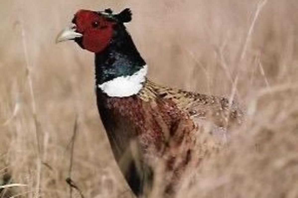 How to Have a Successful Pheasant Hunt in MN