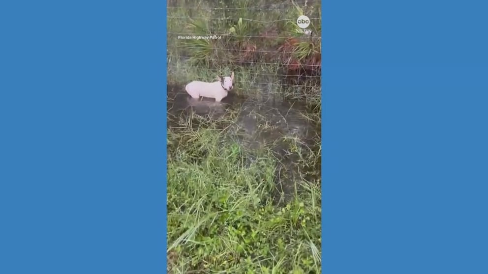 WATCH: Florida Highway Patrol rescues tied up dog ahead of Hurricane Milton