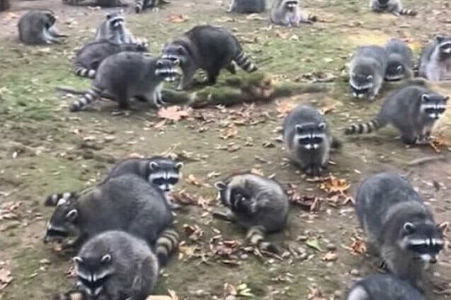 Washington state woman calls 911 after being hounded by up to 100 raccoons