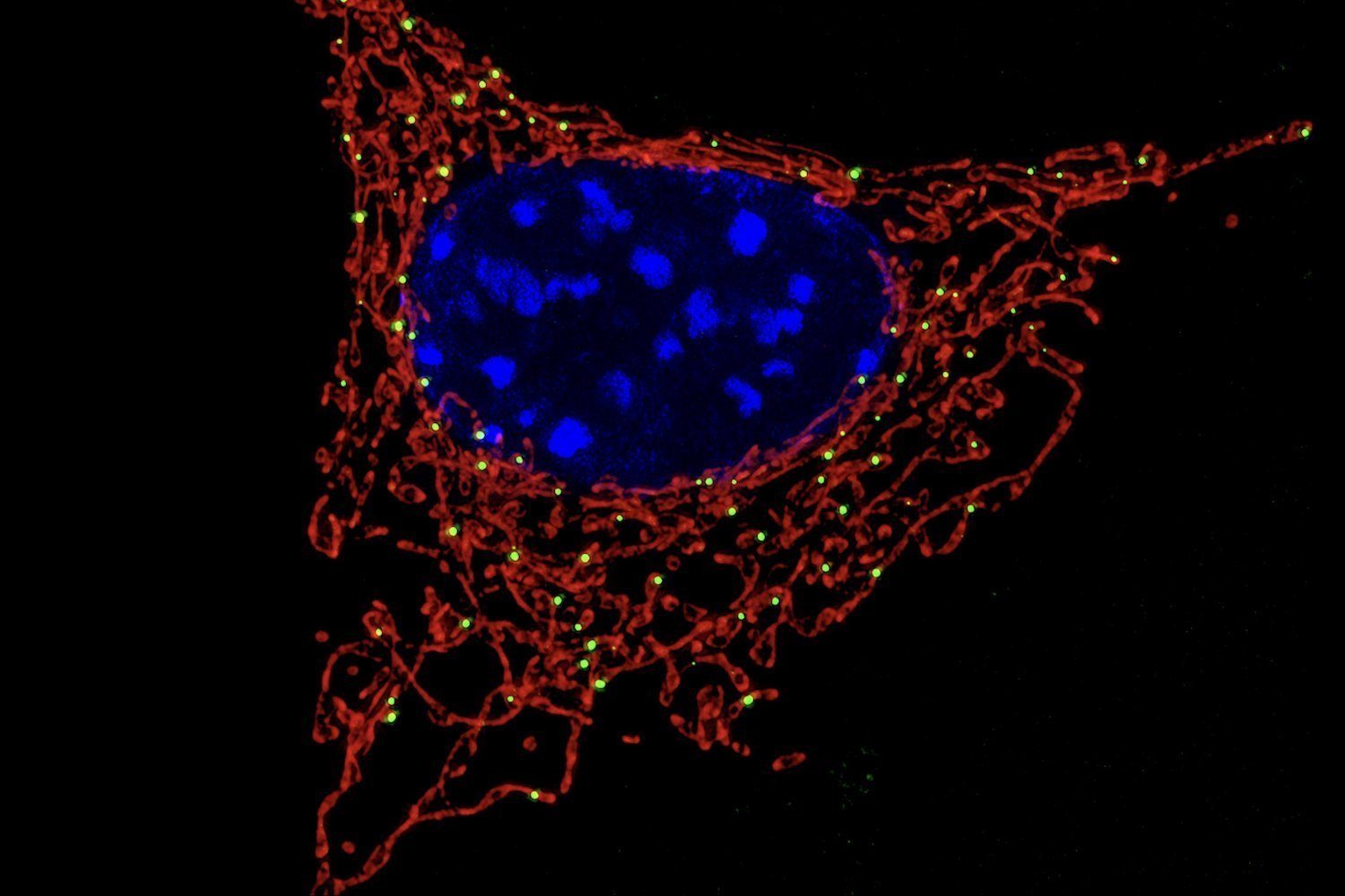 Why the Batteries in Your Body’s Cells Only Come From Mom and Why It Matters