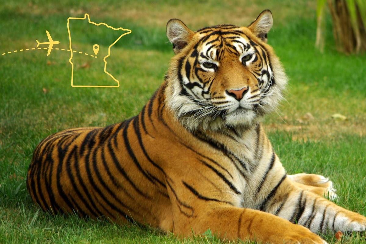 Rescued Tiger Travels 7,200 Miles to Forever Home in Minnesota