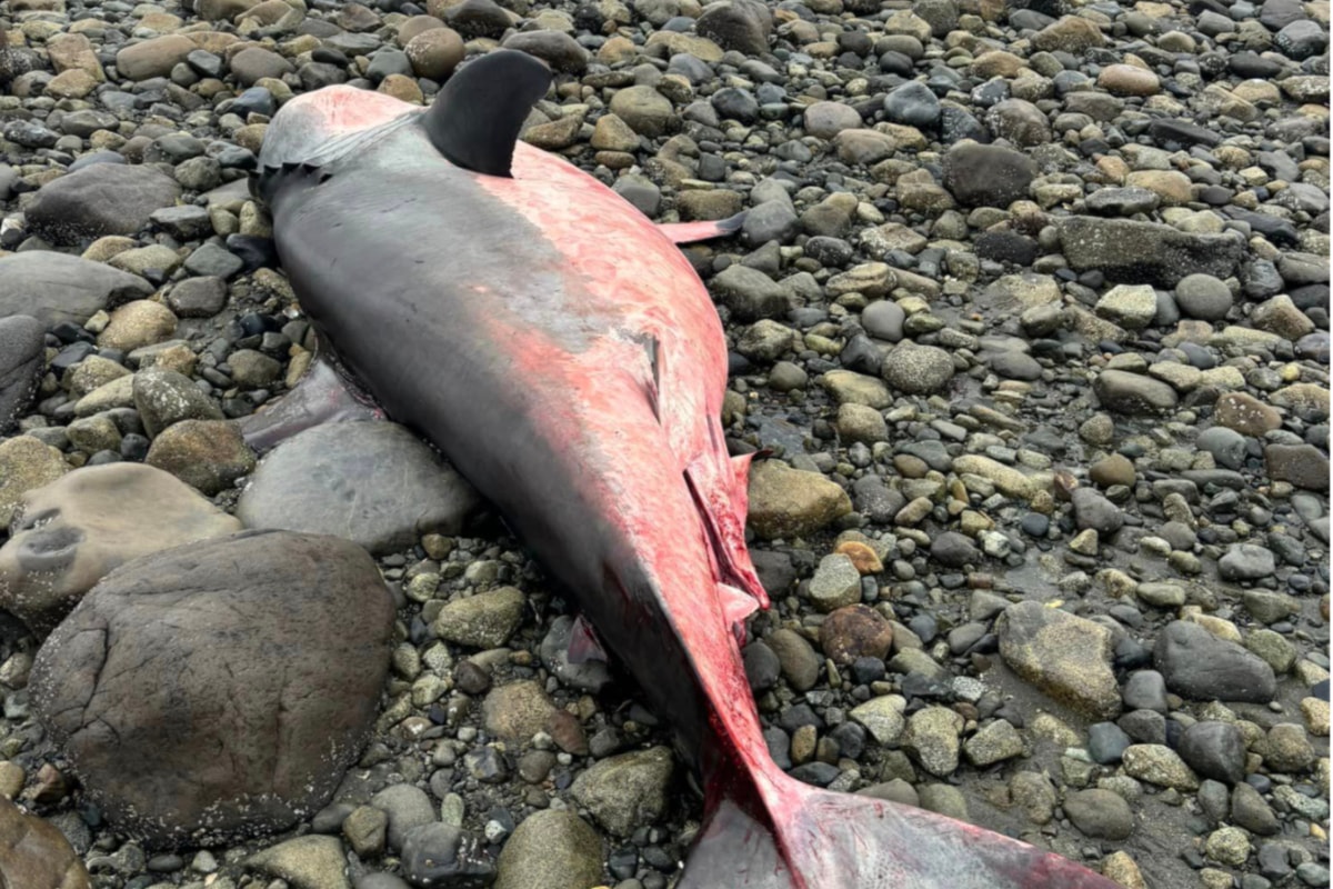 Dead great white shark washes up on shores of Haida Gwaii