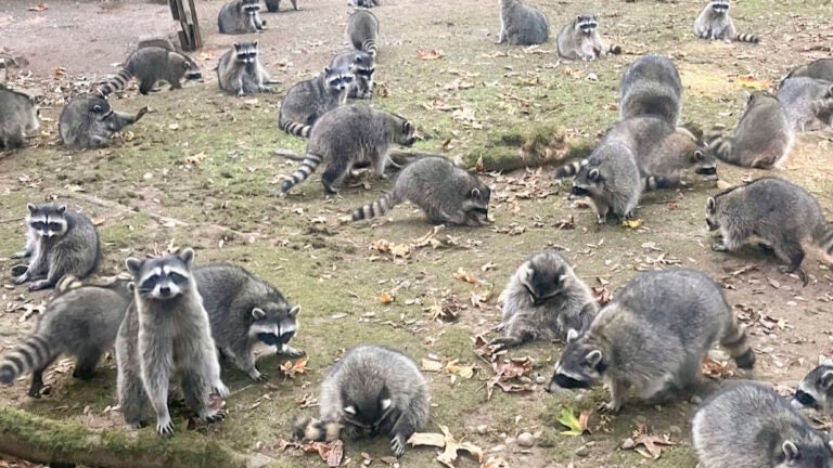 Woman calls 911 when 100 aggressive raccoons show up in her yard