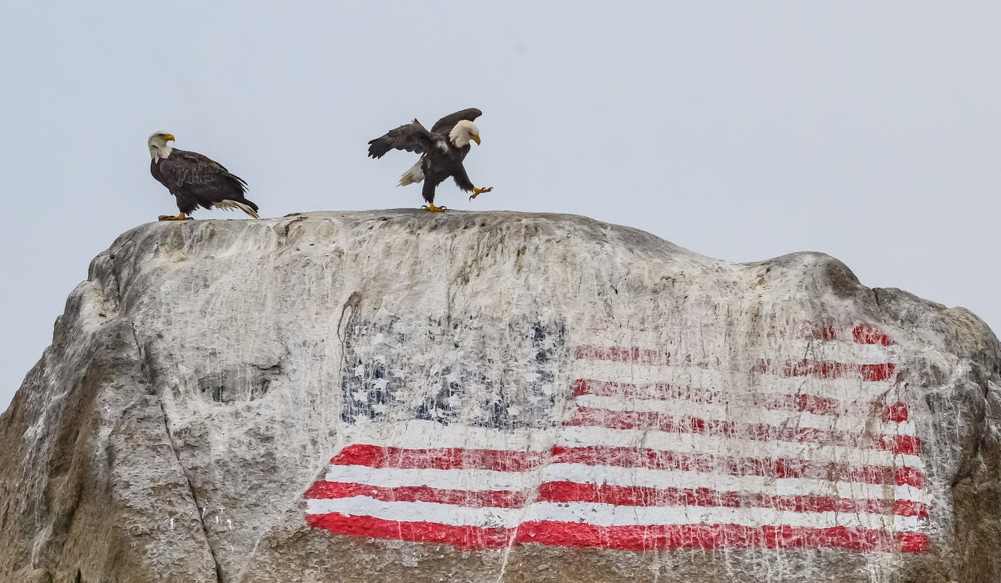 Photographer captures 2 bald eagles perched on Flag Rock in Plymouth