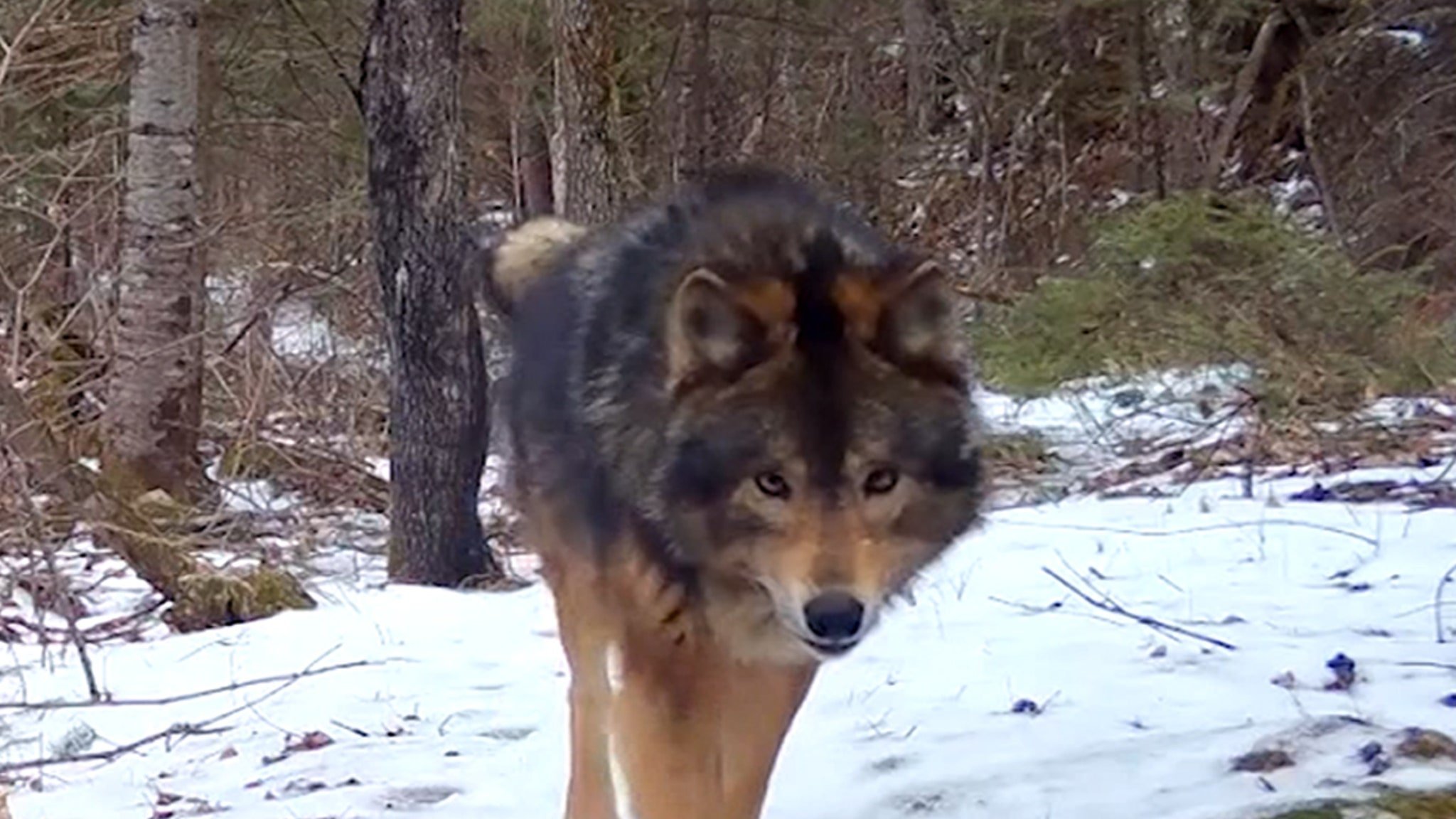 Mystery Beast in Minnesota Woods Leaves Experts Mystified