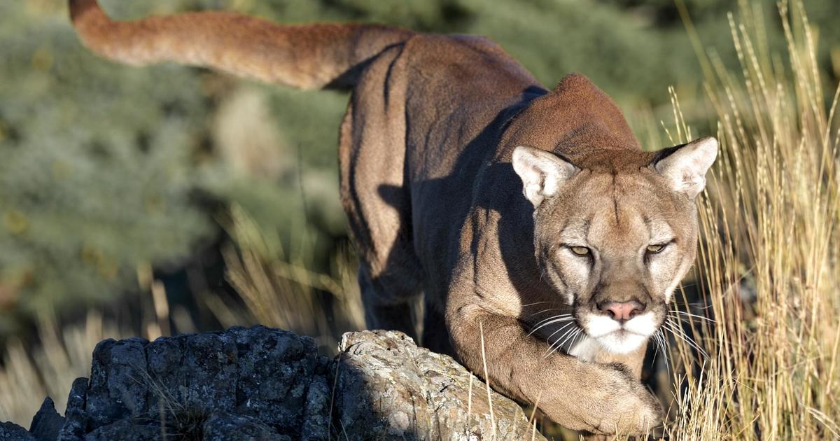 Guides accused of leading rogue hunts that killed mountain lions