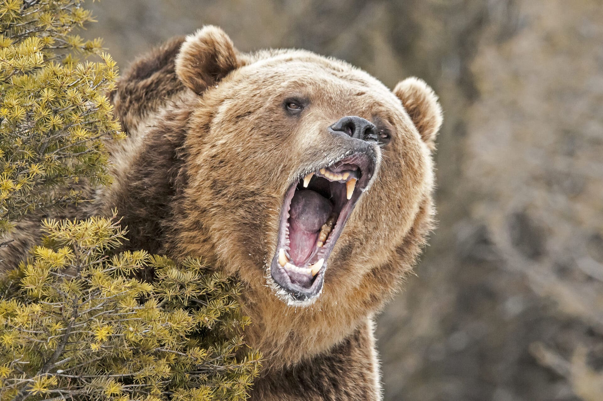 Hunter Attacked And Severely Bitten By Grizzly In Wyoming