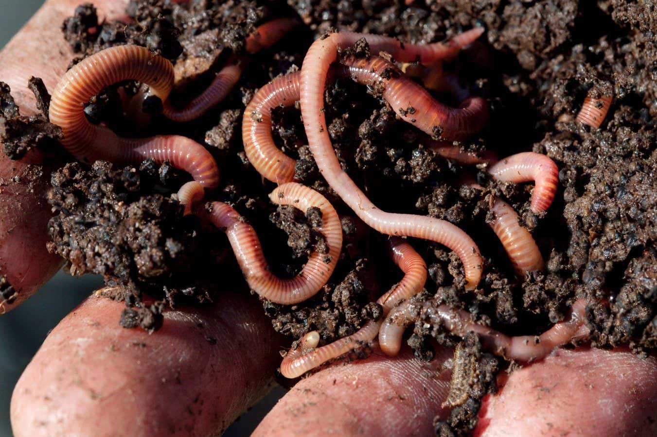 There could be 30,000 species of earthworms wriggling around the world