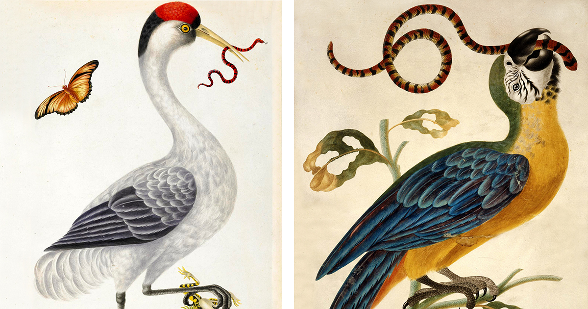 Between Encyclopedia and Fairy Tale: The Wondrous Birds and Reptiles of 18th-Century Artist Dorothea Graff