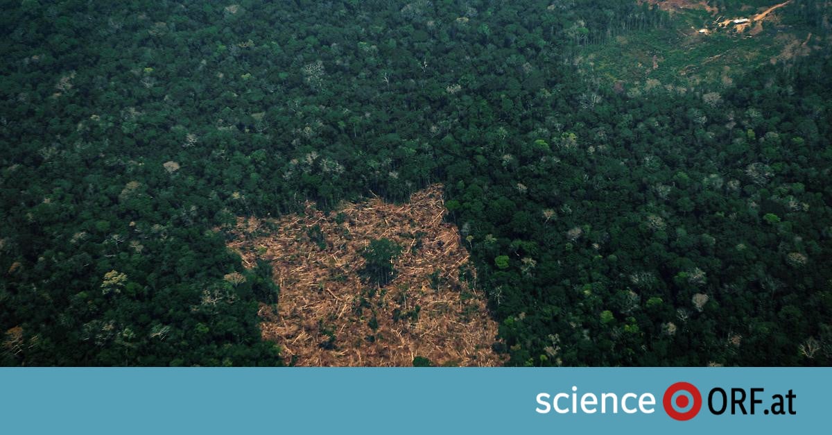 Amazonas-Regenwald drastisch geschrumpft