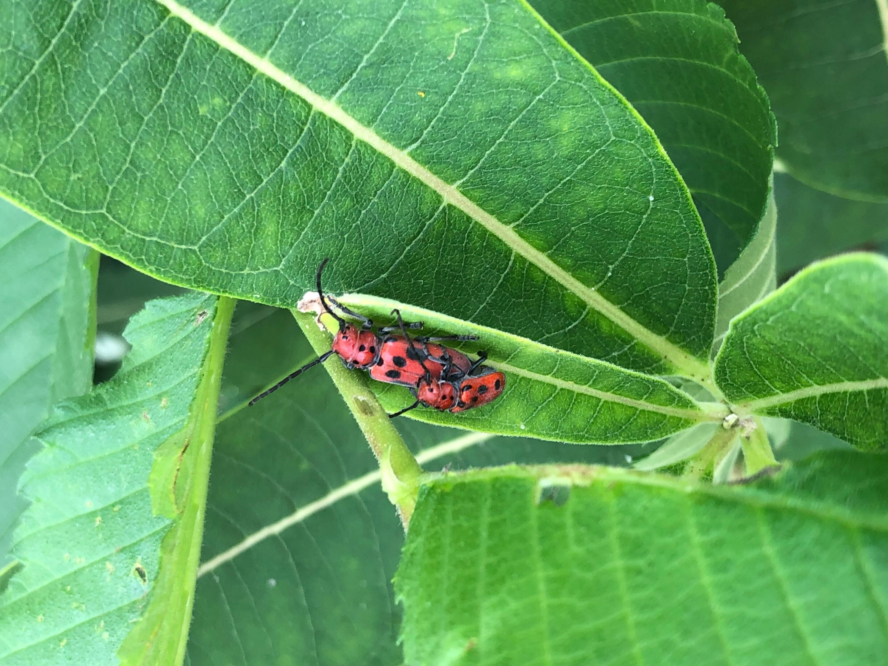 Red milkweed beetle genome offers evolutionary insights into plant-insect interactions