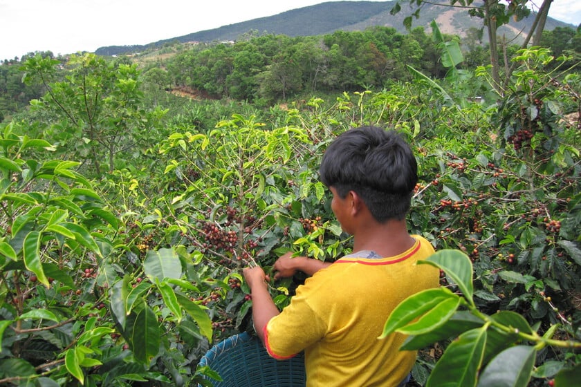 La peor sequía en 70 años ha hecho que el precio del café colombiano no haya dejado de subir. 2025 no pinta mejor