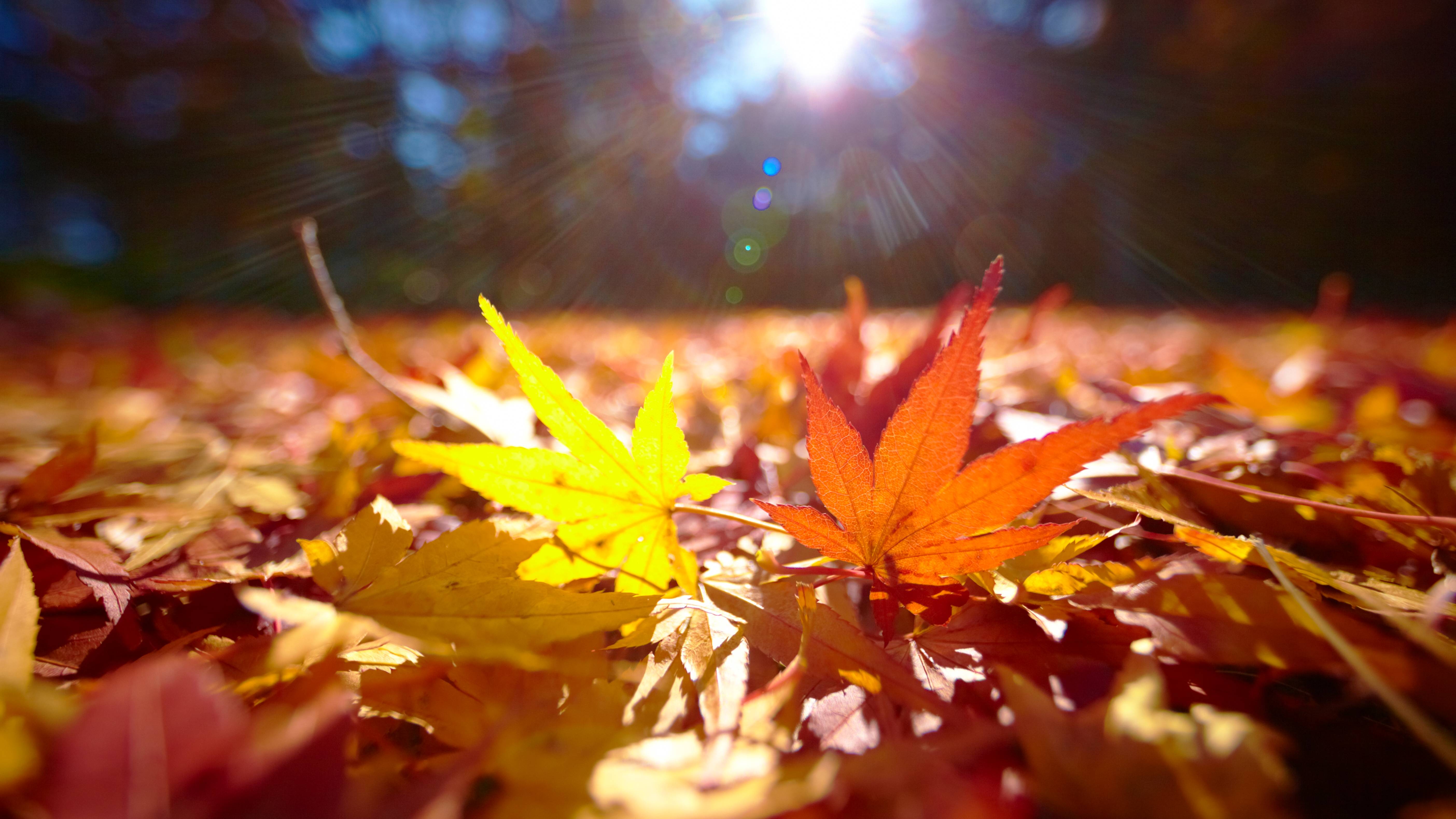 Leave the Leaves: Why Nature Experts Say You Shouldn’t Rake Your Yard This Fall