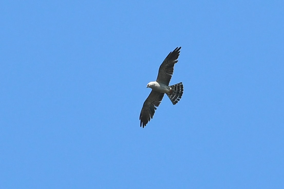 Bird of prey spotted on Vancouver Island a rare sight in Canada, 1st for B.C.