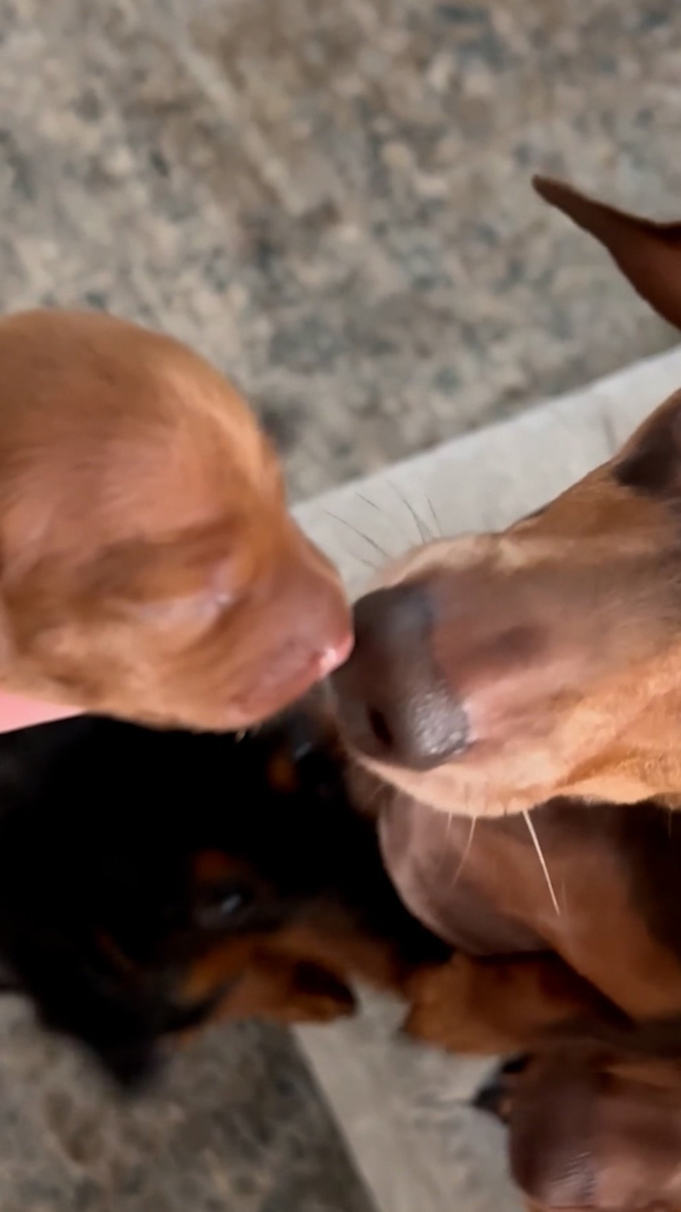 WATCH: Dog stands on hind legs to give a gentle welcome sniff to new puppy