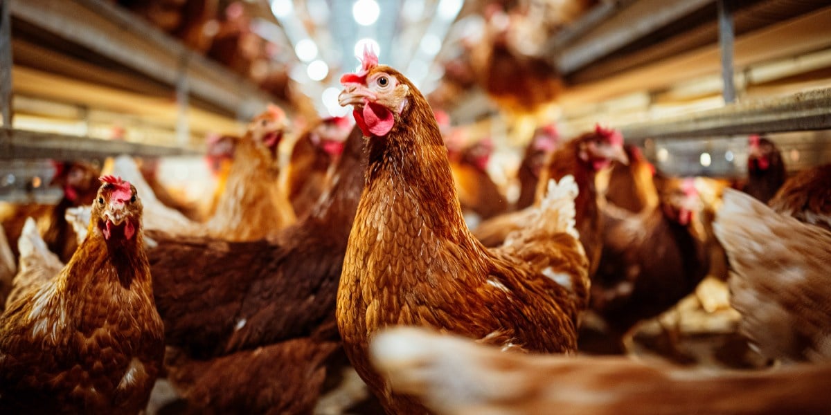 Why virologists are getting increasingly nervous about bird flu