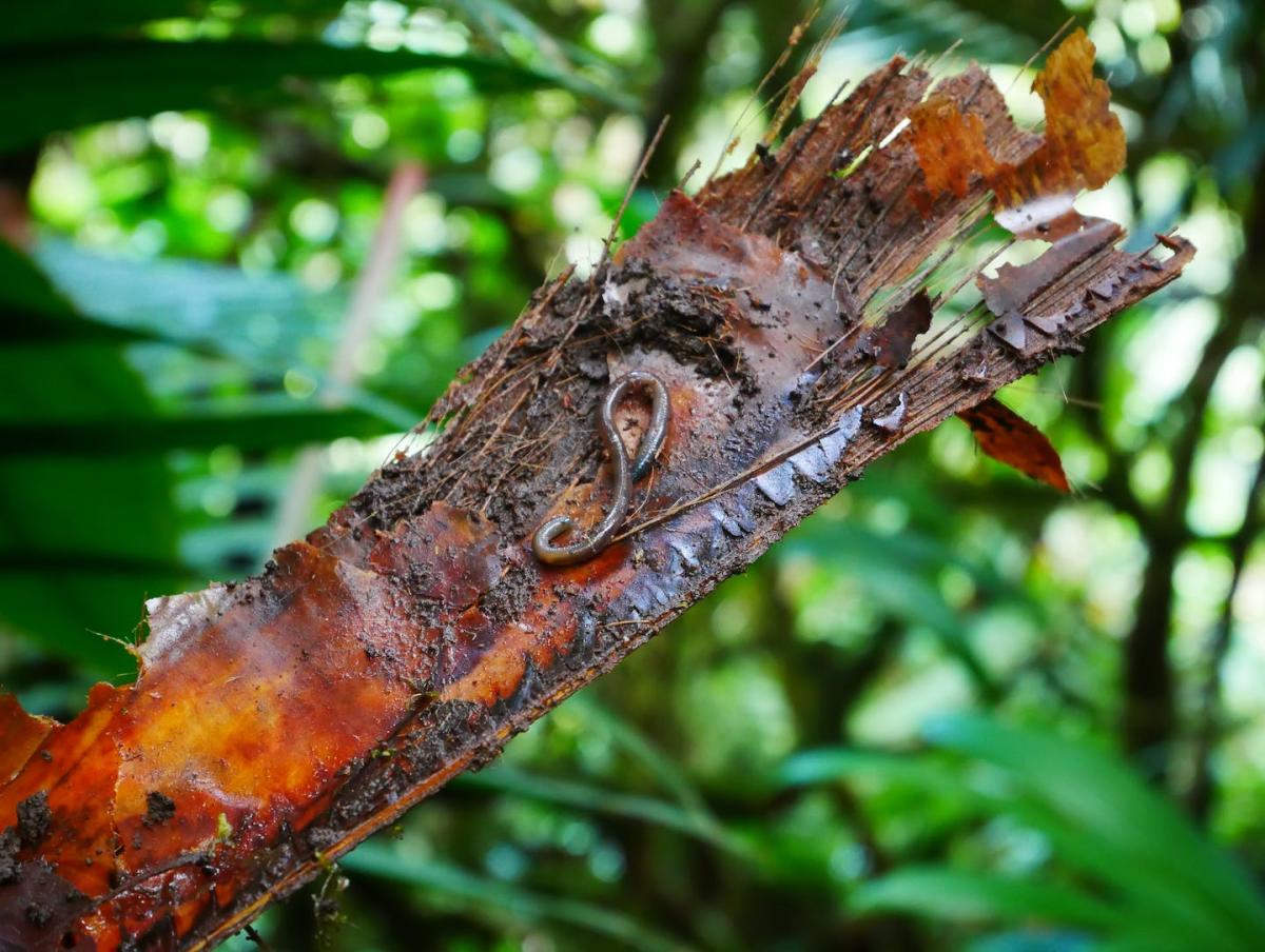 Earthworms that do not live in the ground discovered in Martinique