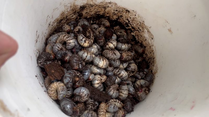 Big problem for Big Island, coconut rhinoceros beetle found