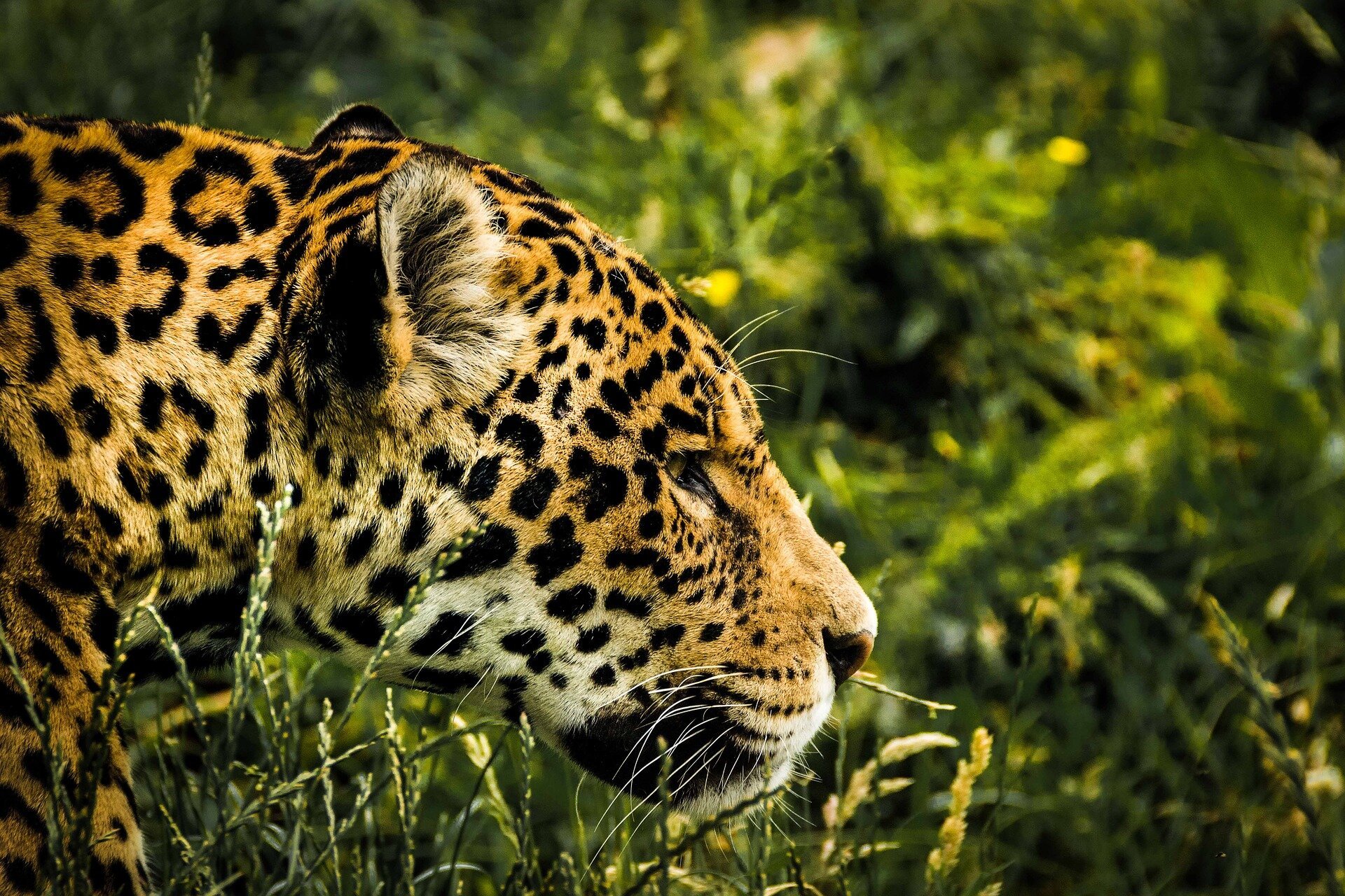 Risk to jaguar habitat illuminates additional costs of drug war