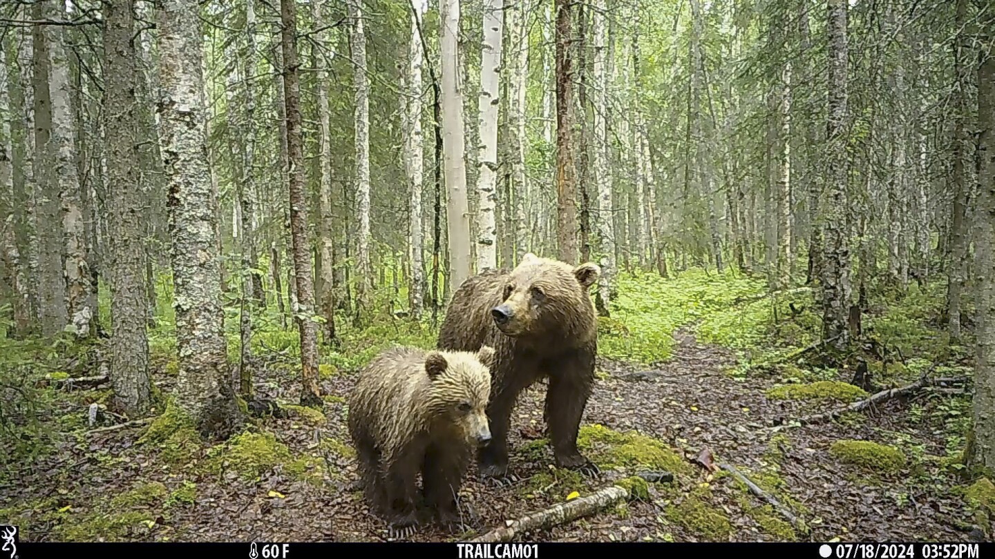 It's not just Fat Bear Week in Alaska. Trail cameras are also capturing wolves, moose