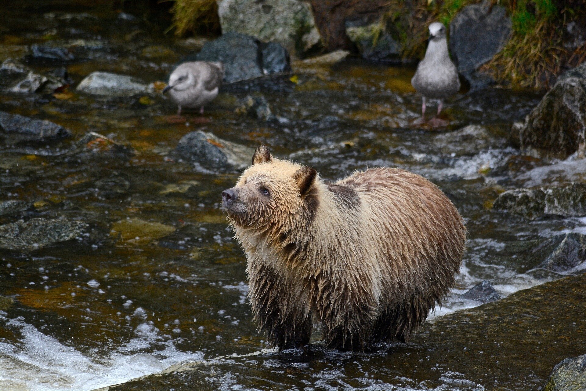 Technicians counting salmon expect to see grizzlies