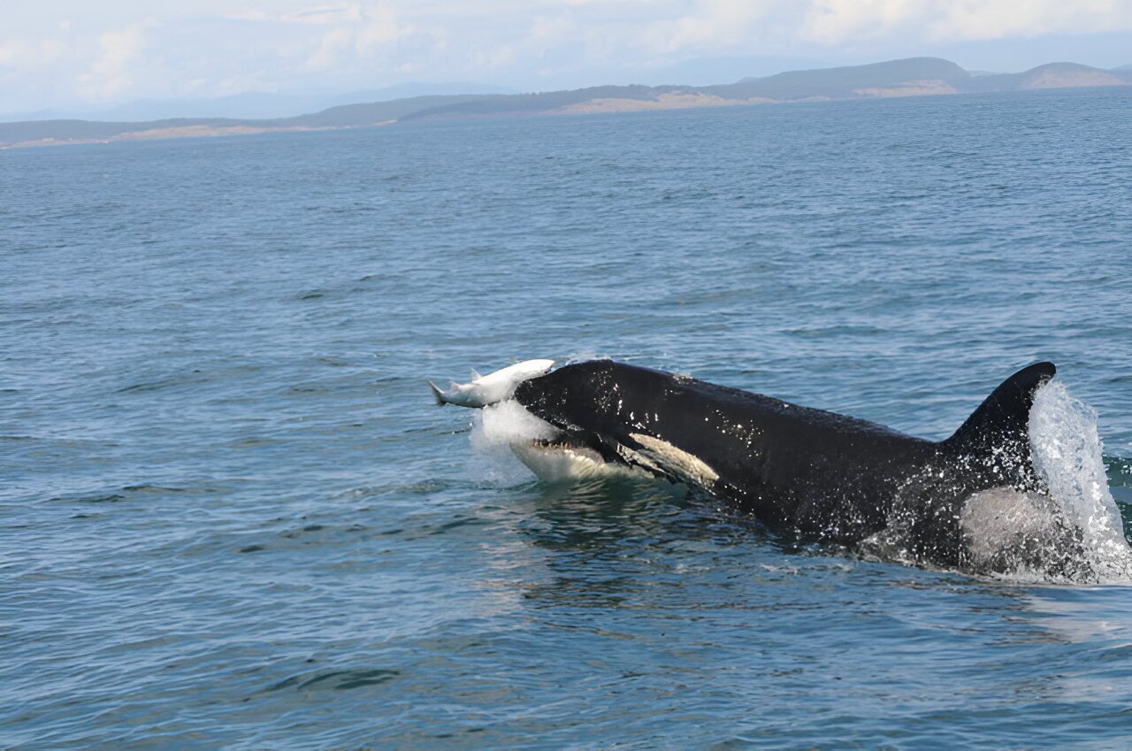 Scientists unearth key clues to cuisine of resident killer whale populations