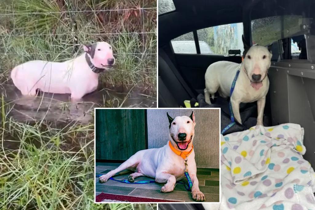 Florida dog cruelly tied to fence before Hurricane Milton 'safe and sound' in foster care, receives name