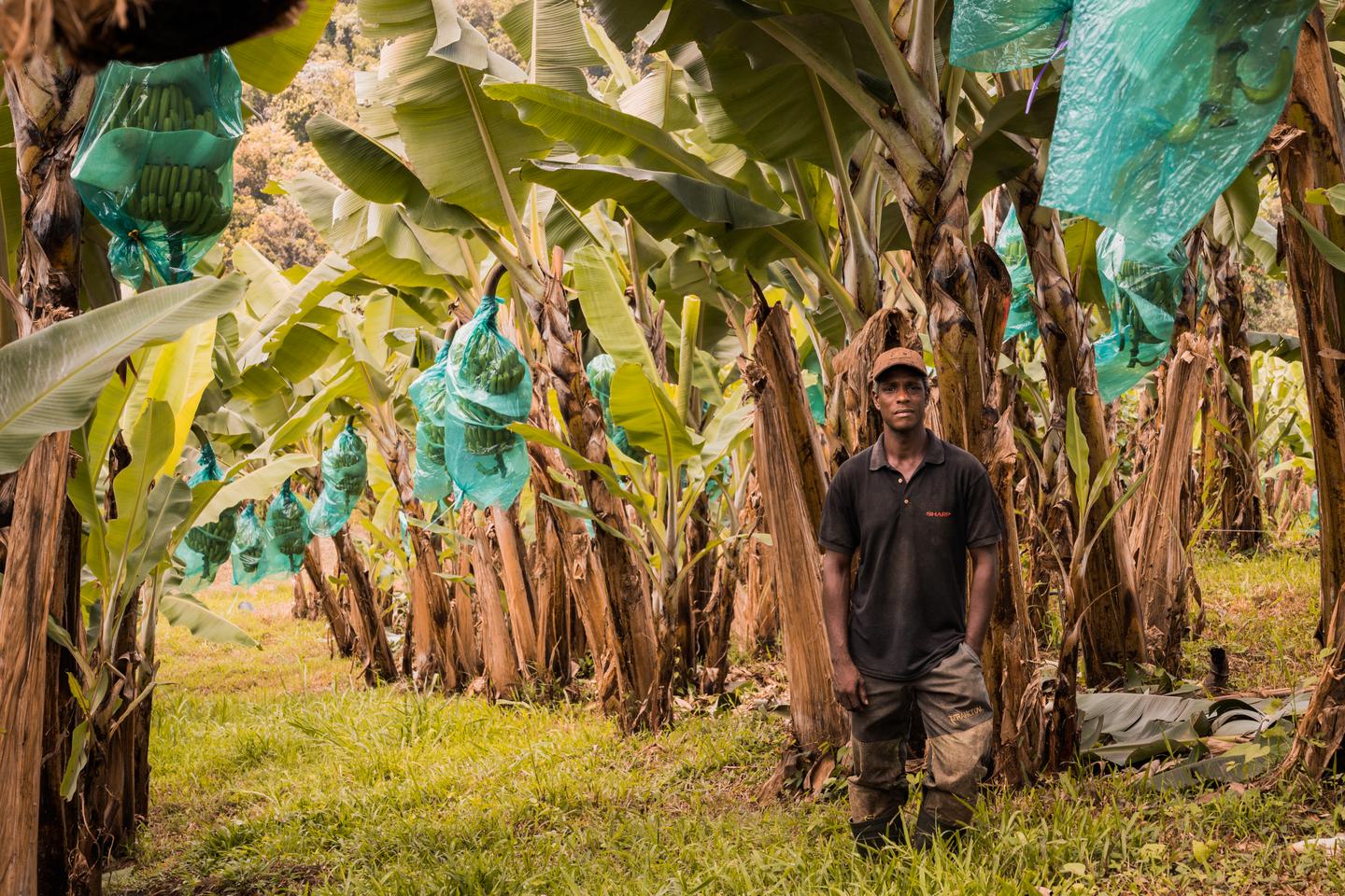 Guadeloupe : les limites du « produire local » pour faire baisser les prix alimentaires