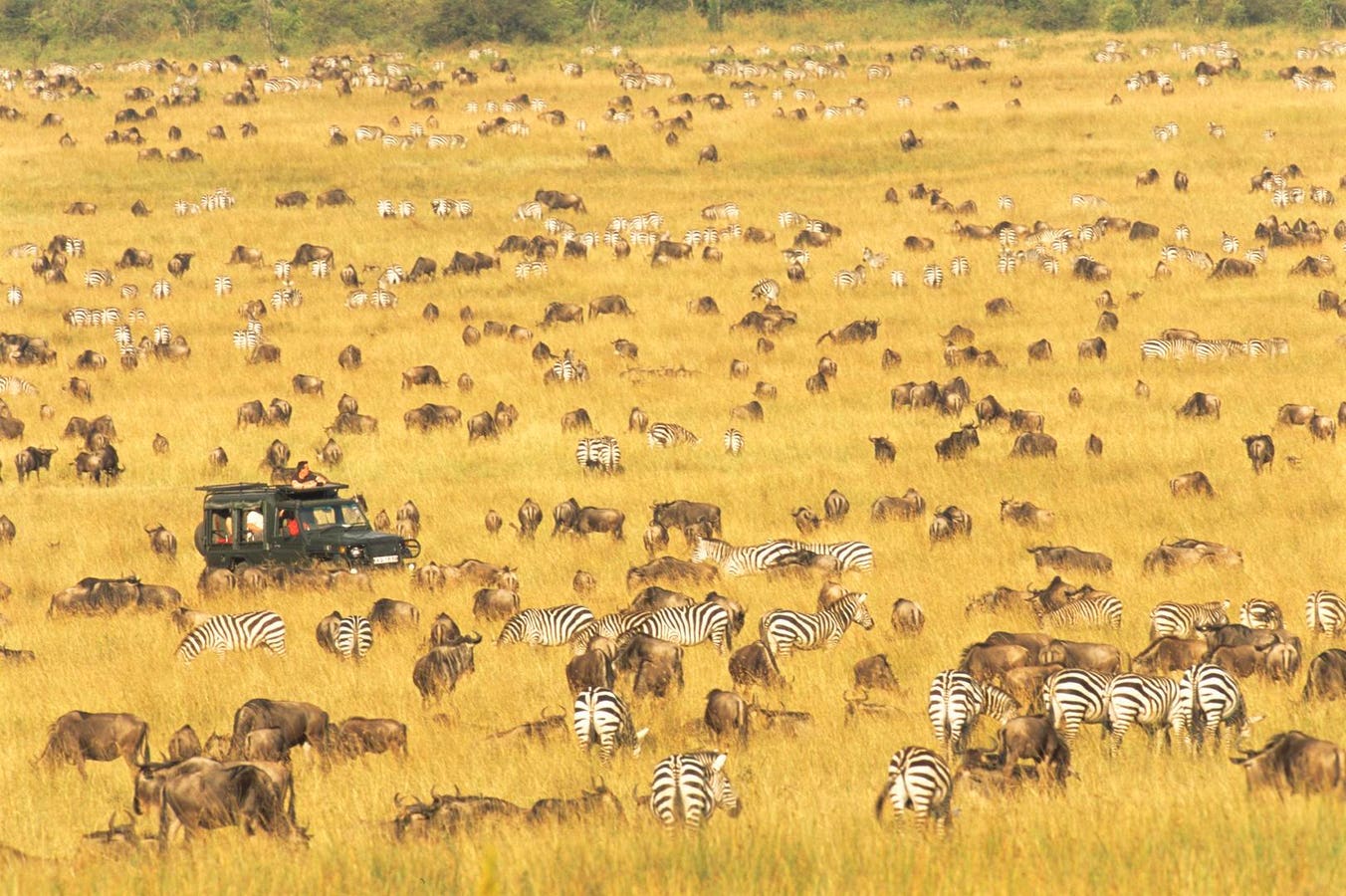 Migration Marvels: 5 Wildlife Journeys For Your Travel Bucket List