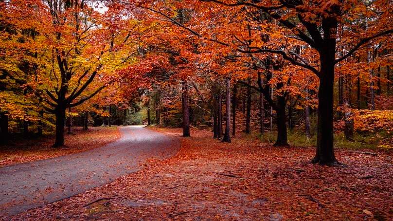 The Best Places To See Fall Foliage In 2024: A Guide To Planning Your Leaf-Peeping Adventure