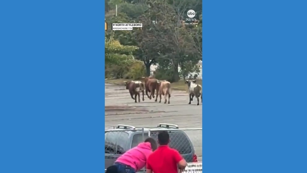 WATCH: Bulls escape from rodeo in Massachusetts