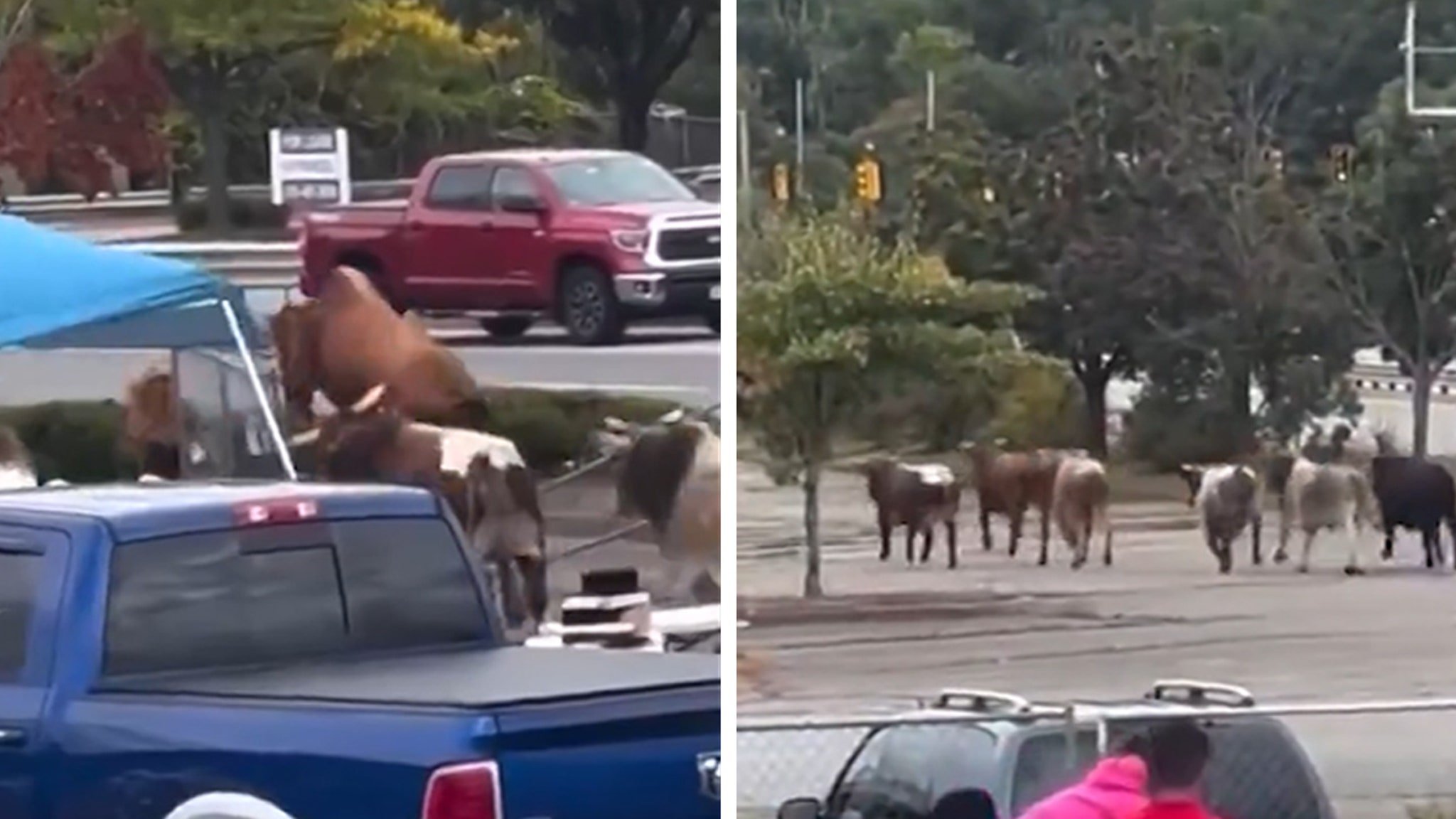 Bulls Escape Massachusetts Rodeo, Caught On Camera, 1 Still Missing