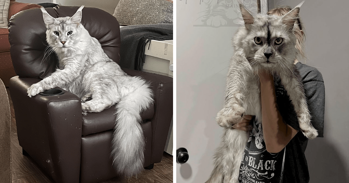 24 Awwdorable Maine Coon Cats Who Have Taken over Our Entire Living Rooms and Our Hearts