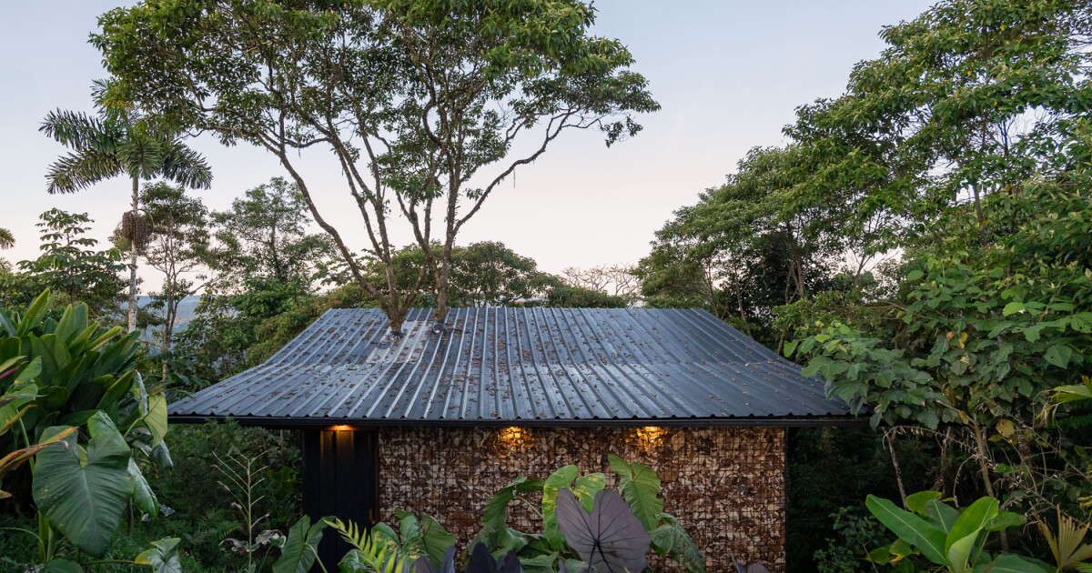 Rooted in nature: Pigüe tree becomes the center of this cabin’s design