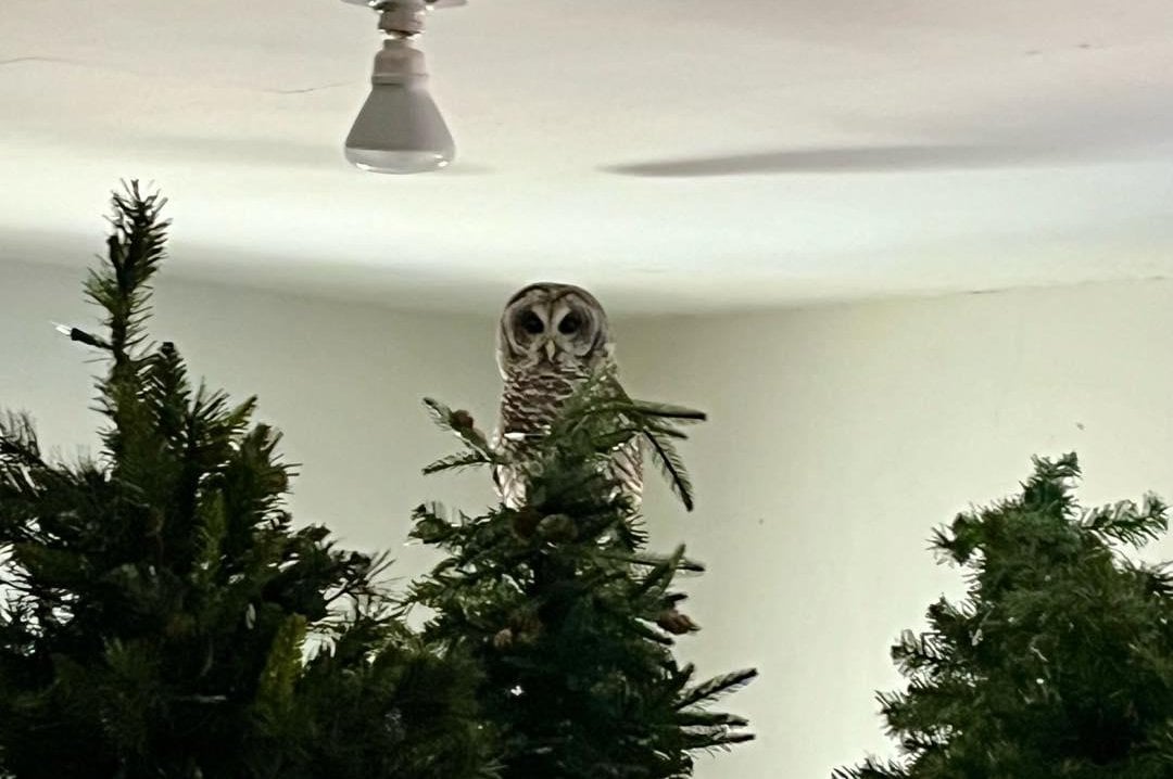 Owl perches on Christmas tree inside historic Georgia mansion