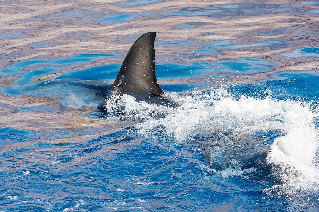 Massive great white shark found washed ashore on Massachusetts beach