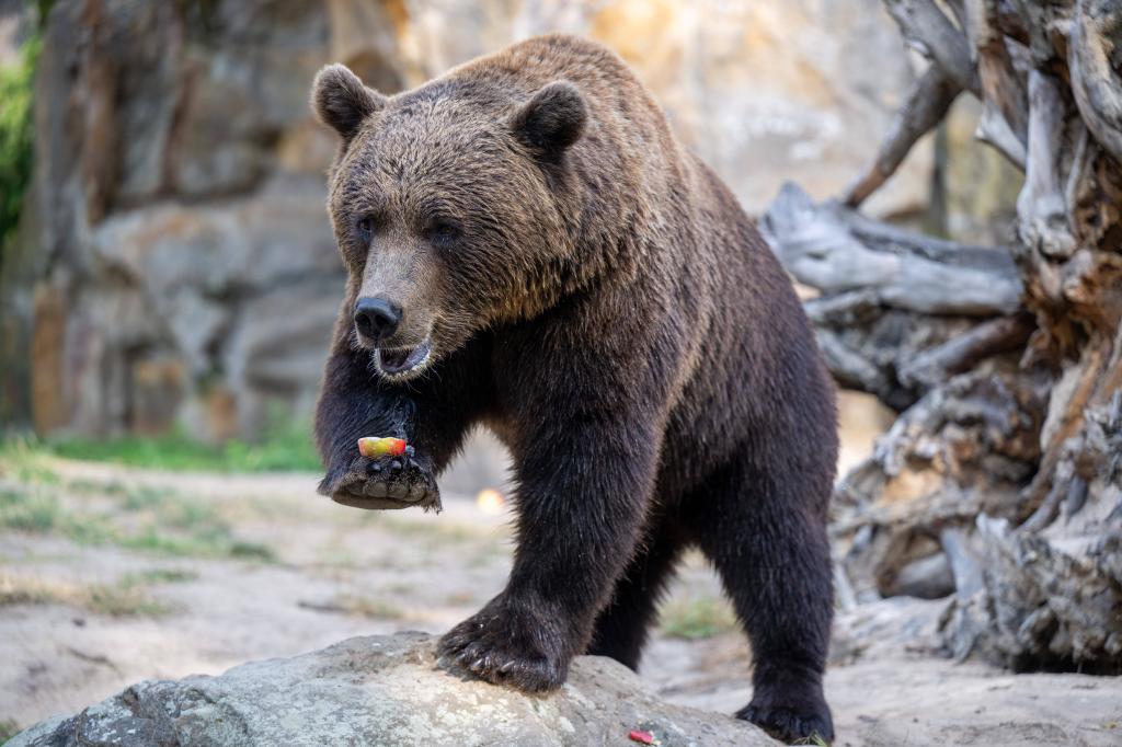 Undercooked bear meat left 10 attendees of NC mountain event with face swelling: CDC