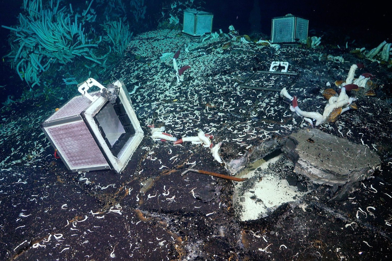 Scientists Discover Animals Beneath the Ocean Floor, Offering Clues to Life Beyond Earth