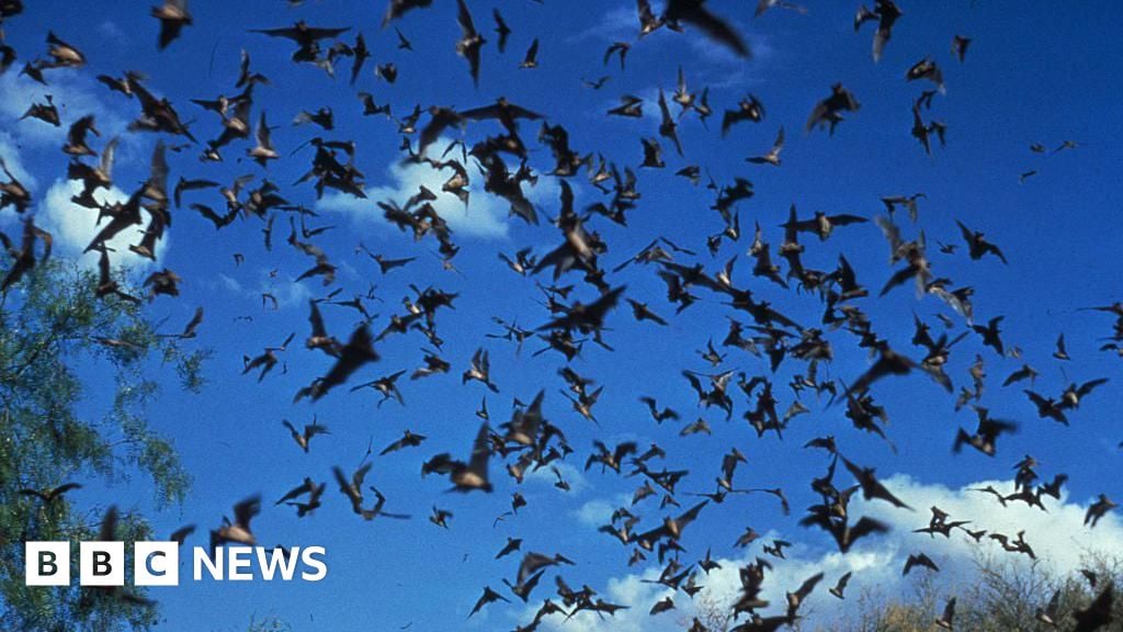 Canadian child dies from rabies after bat found in bedroom